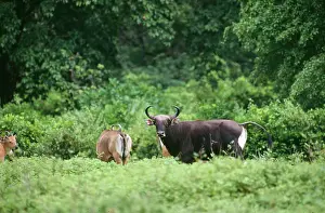 Javanicus: Banteng