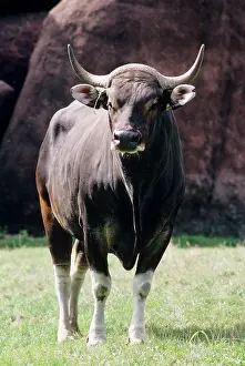 Javanicus: BANTENG - HEAD ON