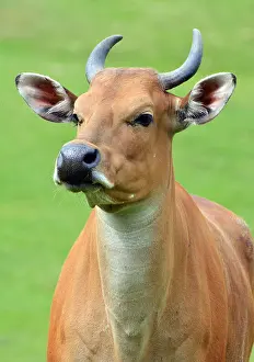 270819: Banteng, young femasle. South east Asia, wild and