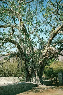 Banyan: Banyan Tree