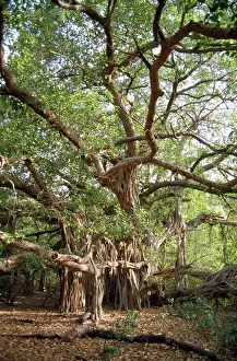 Benghalensis: Banyan Tree