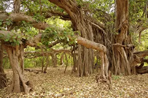 Benghalensis: Banyan tree - One of India's largest banyan trees
