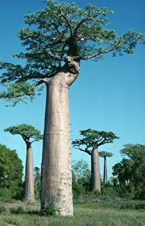 Bread: Baobab