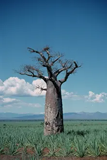 Bread: Baobab