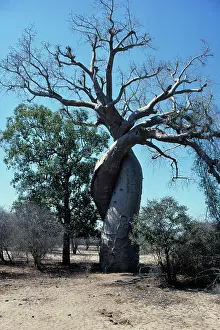 Bread: Baobab