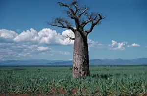 Bread: Baobab