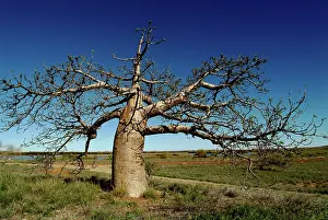 Bread: Baobab