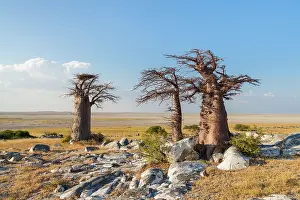 Adansonia: Baobab
