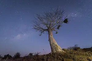 Adansonia: Baobab