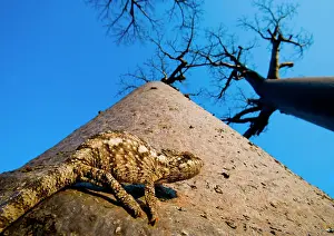 Daybreaks: Baobab (Adansonia grandidieri) with chameleon on