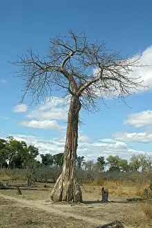 Boabs: Baobab / Boab
