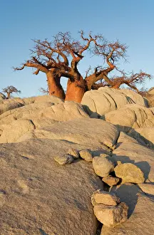 Boabs: Baobab / Boab - In the early morning at the isolated