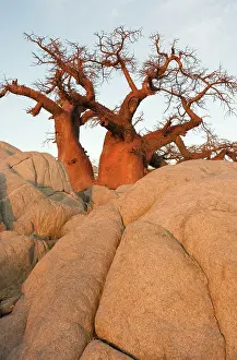 Boabs: Baobab / Boab - In the early morning at the isolated
