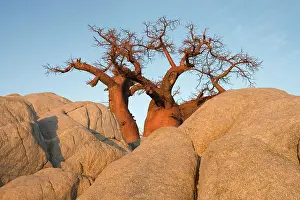 Boabs: Baobab / Boab - In the early morning at the isolated