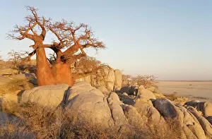 Boabs: Baobab / Boab - In the early morning at the isolated