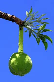Boabs: Baobab / Boab - fruit, secondary forest