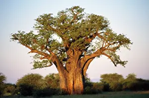 Boabs: BAOBAB / Boab IN LEAF