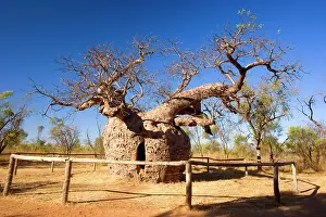 Baobab / Boab Prison Tree - a very ancient but