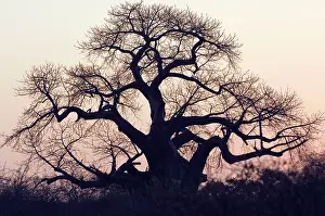 Boabs: Baobab / Boab - Sunset