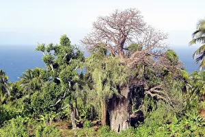 Boabs: Baobab / Boab Tree
