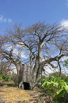 Boabs: Baobab / Boab Tree