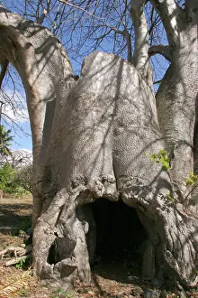 Boabs: Baobab / Boab Tree