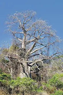 Boabs: Baobab / Boab Tree