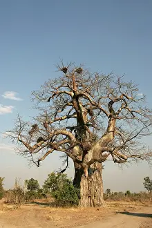 Boabs: Baobab / Boab Tree