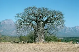 Boabs: BAOBAB / Boab TREE