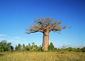 Boabs: Baobab / Boab Tree