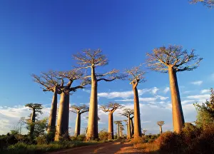 Boabs: Baobab / Boab Tree