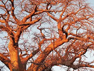 Boabs: Baobab / Boab Tree - a common tree in northern