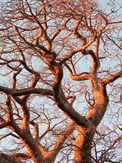 Boabs: Baobab / Boab Tree - a common tree in northern