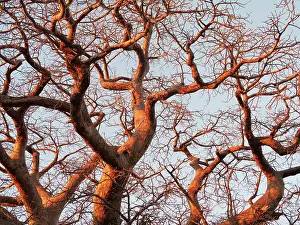 Boabs: Baobab / Boab Tree - a common tree in northern