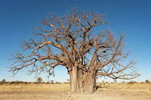 Boabs: Baobab / Boab Tree - a common tree in northern Namibia