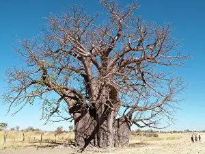 Boabs: Baobab / Boab Tree - a common tree in northern Namibia