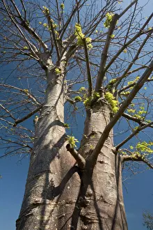 Boabs: Baobab / Boab tree, in cultivation