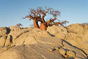 Boabs: Baobab / Boab Tree - In the early morning at the