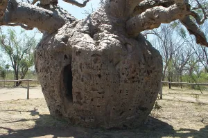 Boabs: Baobab / Boab Tree - Famous tree used as temporary