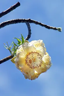 Boabs: Baobab / Boab Tree - flower
