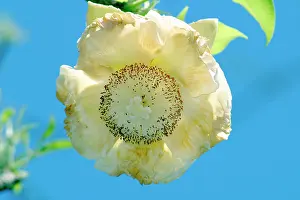 Boabs: Baobab / Boab Tree - flower