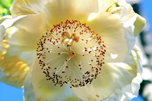 Boabs: Baobab / Boab Tree - flower