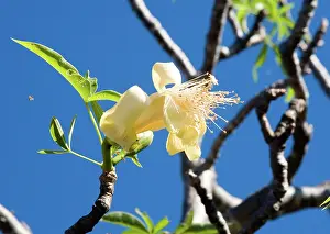 Boabs: Baobab / Boab tree flower