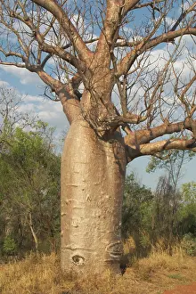 Boabs: Baobab / Boab Tree - Known as Boab Tree in Australia