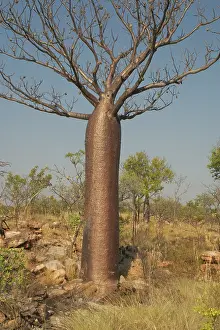 Boabs: Baobab / Boab Tree - Known as Boab Tree in Australia