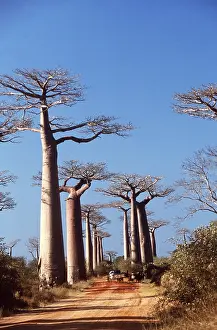 Tracks: BAOBAB / Boab TREE - line road