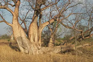 Boabs: Baobab / Boab Tree with multiple trunks - Known