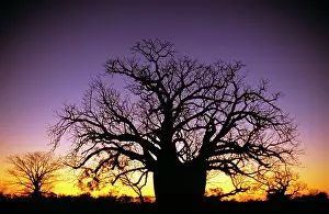 Auscape International: Baobab / Boab tree - at sunset