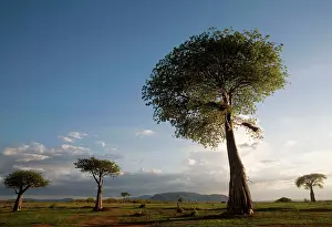 Boabs: Baobab / Boab Trees