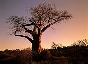 Boabs: Baobab / Boab trees - giant individuals in last